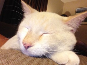 This is "sometimes" sweet little tucker, sleeping in my lap with head on the sofa arm.