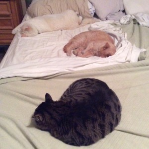 3 of our 4 kitties sleeping on my side of the bed, no room for me...